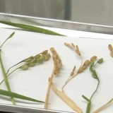 航天新征程｜硕果累累！科学家已发现返回水稻特别征象 ...