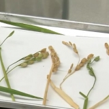 航天新征程｜硕果累累！科学家已发现返回水稻特别征象 ...