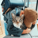 猫咪的身体能有多长？网友分享家中喵星人，这伸展度要给满分 ...