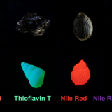 科研职员开辟出可生物降解及生物循环再使用新型玻璃 ...
