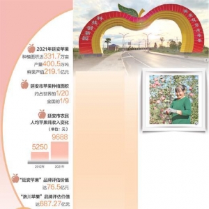 延安苹果为什么这么红（深度观察）