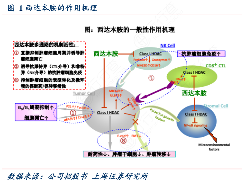 西达本胺的作用机理