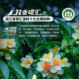 荷花长在树上？“防火先锋”木荷来了