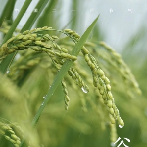 谷雨|好雨知时节当春乃发生